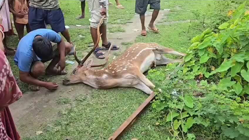 আলিপুরদুয়ার ২: নারারথলিতে হরিণের মৃত্যু নিয়ে তদন্ত শুরু বনদপ্তরের
