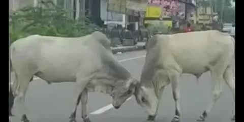 करौली: शहर में आवारा सांडों का आतंक बरकरार, बीच सड़क पर भिड़े दो सांड, नगर परिषद बेपरवाह