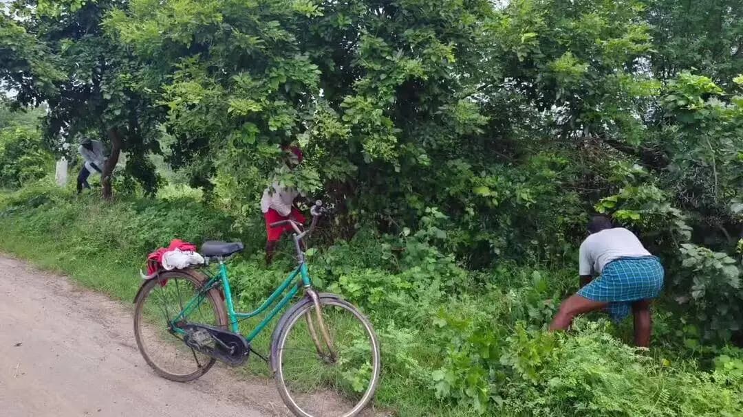 జగిత్యాల: తిమ్మాపూర్ గ్రామంలోని బైపాస్ రోడ్డులో పిచ్చి మొక్కలు, విద్యుత్ లైన్లకు తగిలే ప్రమాదకర చెట్లను తొలగించిన గ్రామ సర్పంచ్