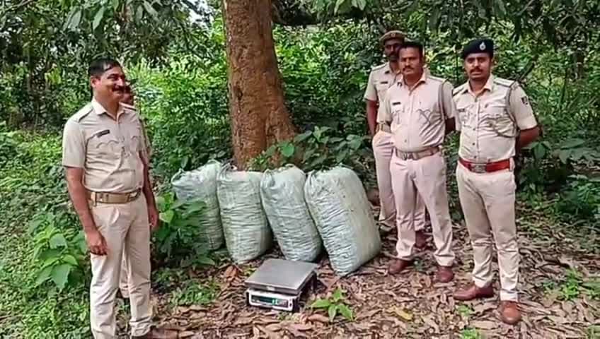 ମୋହନା: ରାଣୀଖମା ଗାଁ ନିକଟସ୍ଥ ଜଙ୍ଗଲ ରୁ ଶହେ କିଲୋ ଗଞ୍ଜେଇ ଜବତ ମାଫିଆ ଚମ୍ପଟ