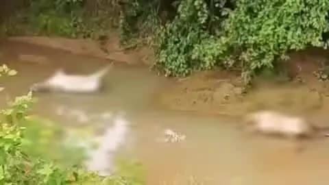 मानपुर: मानपुर के बरुआ नाला में मिले 4 मवेशियों के शव, पशु मालिकों ने करंट लगने की आशंका जताई