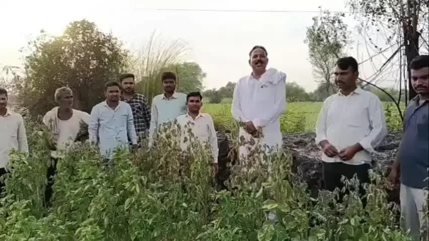 नागौर: नागौर जिले के दागड़ी-सांजू में हाई टेंशन लाइन की वजह से खेत में लगी आग, फसल को हुआ नुकसान