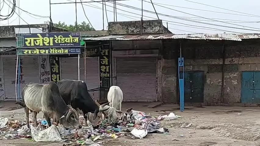 बूंदी: बायपास रोड पर पशुओं के जमावड़े से आमजन परेशान