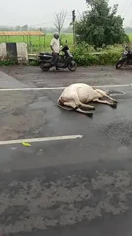 Guna highway bamori no
Gau Mata @@###@@ ki maut