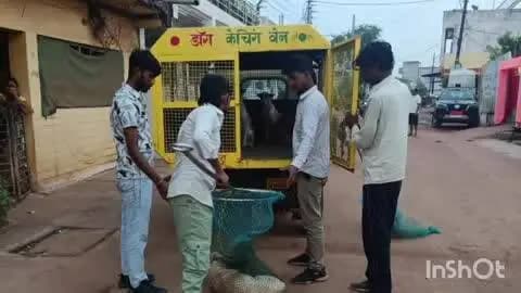 बेमेतरा: बेमेतरा नगर पालिका ने डाक कैचिंग बेन के माध्यम से आवारा कुत्तों को पकड़कर किया नशबंदी