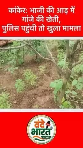 कांकेर के भानुप्रतापुर में गांजे की अवैध खेती पर पुलिस का बड़ा एक्शन देखने को मिला।
#kanker#brekaing #news #viralvideo