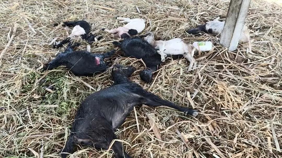 திருவண்ணாமலை: தளவாபாளையத்தில் வெறிநாய் தாக்குதல்: 10 ஆடுகள் மரணம், 1.5 லட்சம் நஷ்டம்!