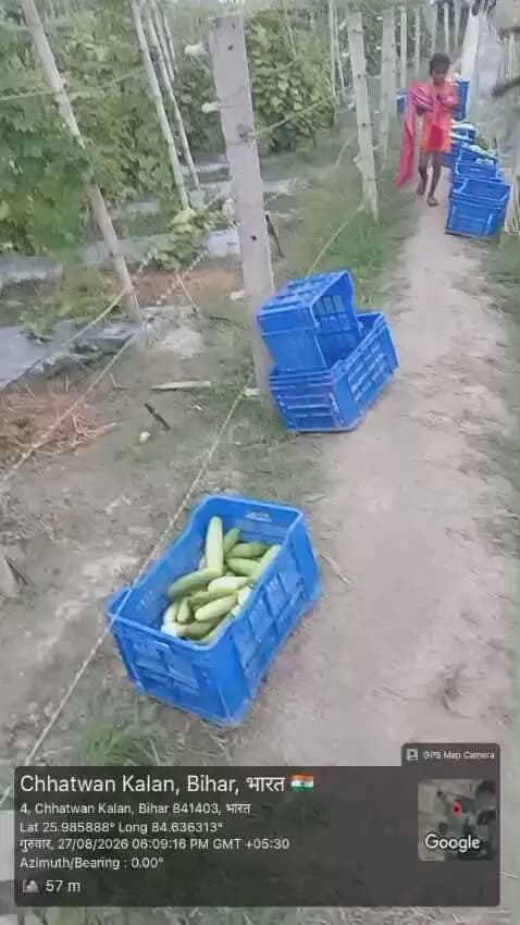 🌱 आधुनिक तकनीक से खेती बनी समृद्धि की राह! 🥒
1️⃣ उद्यान निदेशालय की योजनाओं से सारण के किसानों को मिल रहा आधुनिक कृषि तकनीकों का लाभ।
2️⃣ ड्रिप सिंचाई, मल्चिंग, शेडनेट एवं पॉलीहाउस जैसी तकनीकों पर मिल रहे अनुदान ने खेती को नई दिशा दी है।
3️⃣ बनियापुर प्रखंड के हरपुर गांव के प्रगतिशील किसान श्री सीताराम कुशवाहा इसका प्रेरणादायक उदाहरण हैं।
4️⃣ आधुनिक तकनीक अपनाकर वे प्रतिदिन लगभग 3–4 क्विंटल खीरे का उत्पादन कर रहे हैं। 🥒
5️⃣ बेहतर उत्पादन के साथ उन्हें बाजार में अपनी उपज का अच्छा मुनाफा भी प्राप्त हो रहा है।
6️⃣ सरकारी योजनाओं का सही लाभ लेकर किसान आज खेती को लाभकारी व्यवसाय बना रहे हैं।
7️⃣ सीताराम कुशवाहा की सफलता सारण के अन्य किसानों के लिए प्रेरणा का स्रोत है।
8️⃣ जिला प्रशासन की किसान हितैषी पहल और उद्यान विभाग की योजनाएं कृषि क्षेत्र में सकारात्मक बदलाव ला रही हैं।
9️⃣ आधुनिक तकनीक + सरकारी सहयोग + किसान की मेहनत = समृद्ध कृषि 🌾
🔟 आइए, नई तकनीक अपनाएं, उत्पादन बढ़ाएं और सारण की खेती को नई ऊंचाइयों तक पहुंचाएं।