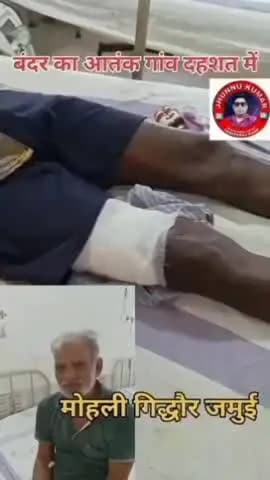 🚨 जमुई/गिद्धौर आपातकालीन अलर्ट: महुलीगढ़ गाँव में खूंखार बंदर का आतंक! 9-10 लोग घायल। #JamuiNews #Gidhaur #Mahuligarh