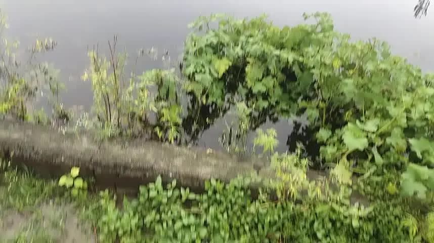 हमारा गांव Jiyapota में बारिश के कारण पानी भर चुका है हमारे गांव में पानी निकासी नहीं है जिस कारण पानी आगे जा नहीं पा रह