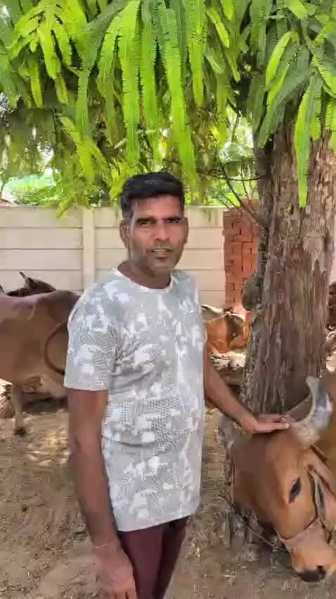 हमारे आजाद डेरी फार्म राता कला में यहां देशी गायों का शुद्ध देसी घी मिलता है शुद्धता की हमारी गारंटी आप घर बैठे प्राप्त