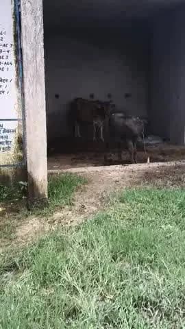 गांव खोरांव पोस्ट बालक मऊ सिराथू थाना कोखराज कौशाम्बी #......