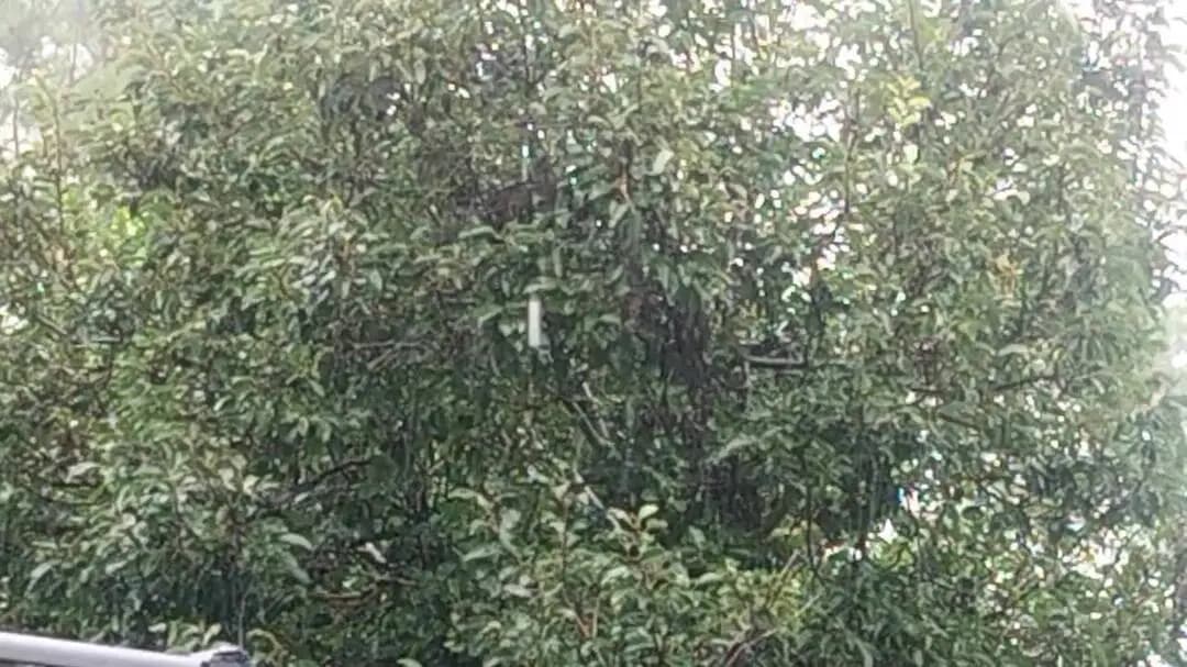टिहरी: टिहरी में बारिश से नदी-नाले खतरे के निशान के करीब, दो राज्य मार्ग और सात ग्रामीण सड़कें बंद