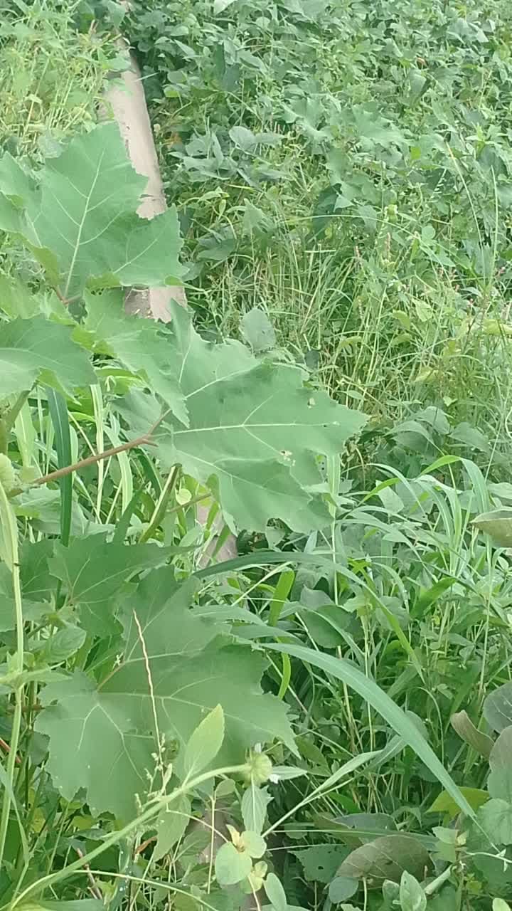 ग्राम पंचायत जियावान टोला माटिगडई में खम्भा गिरा हुआ है दिनांक 01/09/2026को सुबह