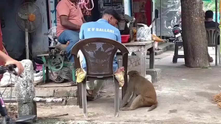 नगर नौसा: नगरनौसा बाजार में बंदर का आतंक, हमले में चार लोग घायल, मची अफरा-तफरी