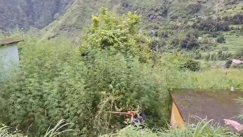 बागेश्वर: पुडकुनी में एसओजी-एएनटीएफ ने नष्ट की 3 नाली भांग