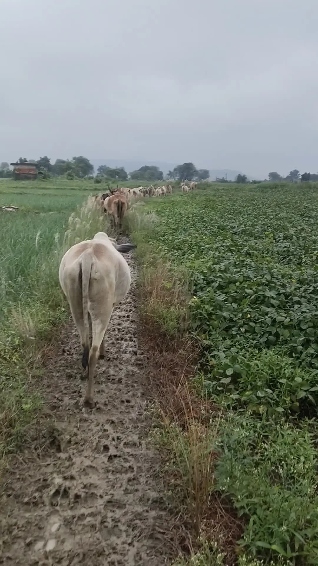 देवनगर में गौशाला ना होने से किसान भारी परेशान हो रहे हैं किसानों के खेतों में भारी मात्रा में पशु भरा रहे हैं