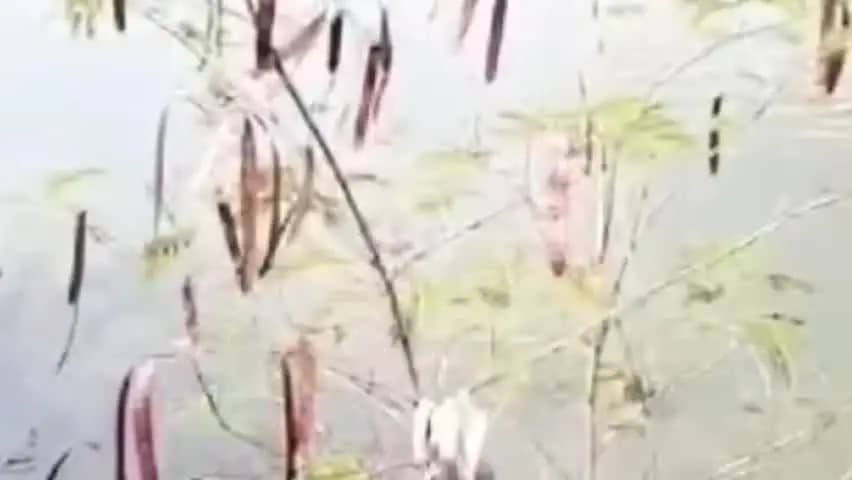 अम्बाला: अंबाला शहर में महावीर पार्क के तालाब में युवक डूबा