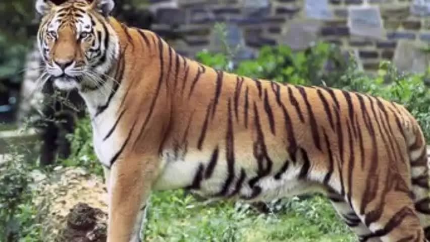 கூடலூர்: புலி நடமாட்டம் குறித்த தகவல்களை உறுதி செய்து பகிர வேண்டும் என அறிவிப்பு