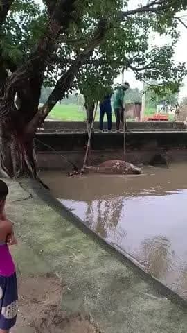 taranpurwa rasulabad kanpur dehat me bambe me aay roj faste Hai mare janvar