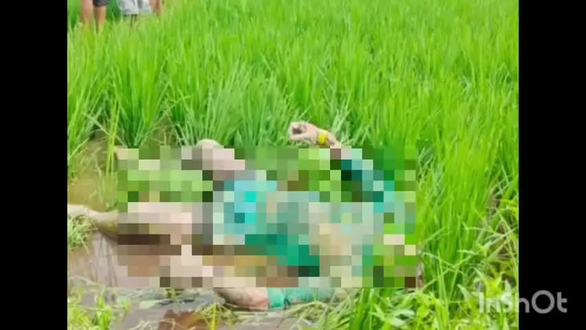 गोपीकांदर: गोपीकांदर में धान के खेत में मिला 40 वर्षीय करण मुर्मू का शव, पुलिस जांच में जुटी