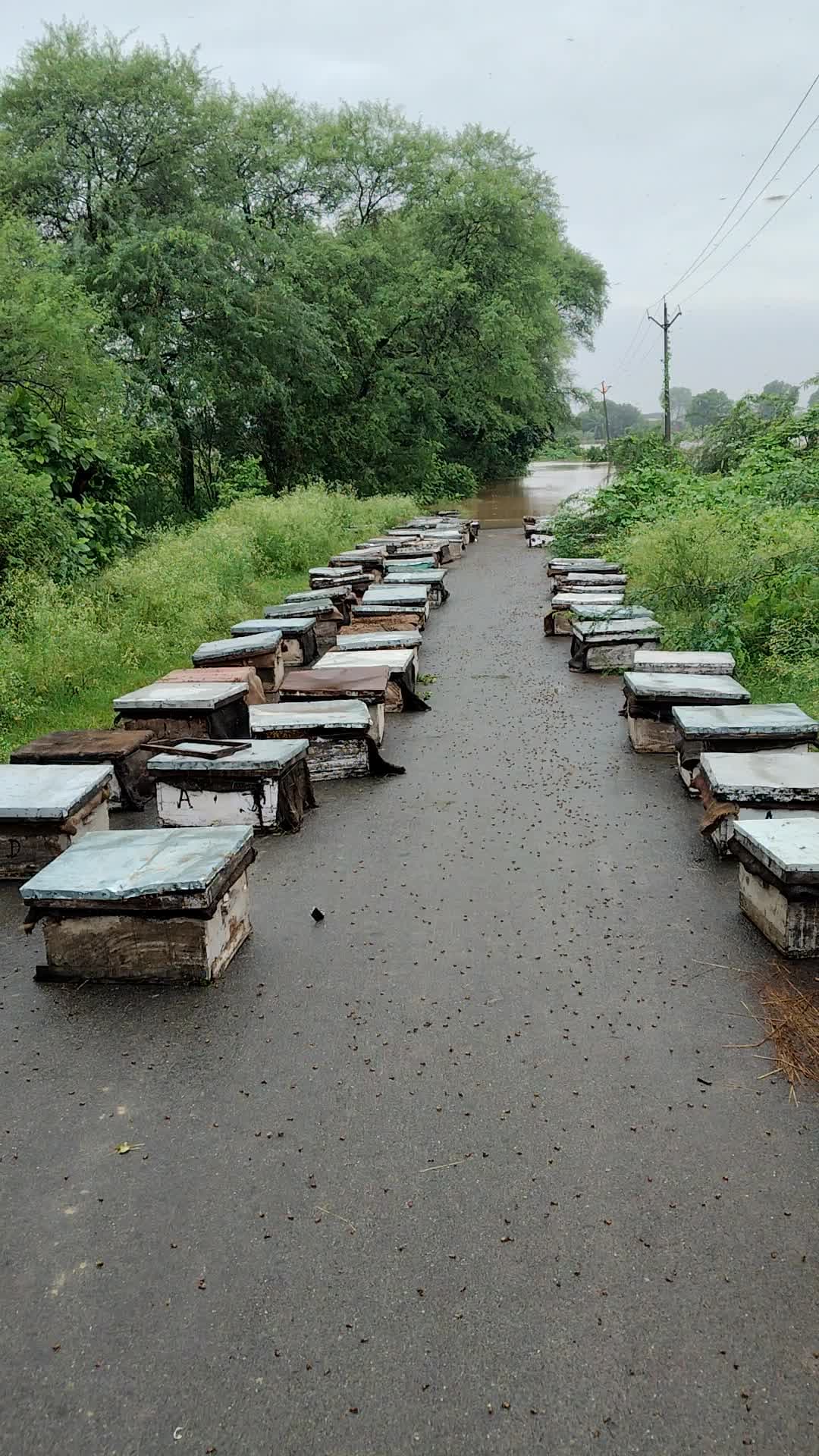 गाम बिराबली में मधुमक्खी