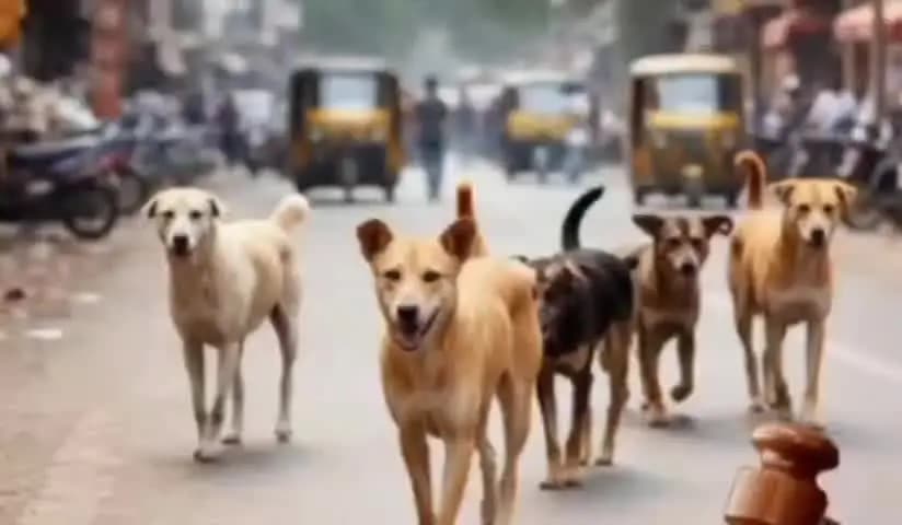 कुर्ला: भिवंडीतील चौकाचौकांमध्ये भटक्या स्वाणांची फौज! जीव मुठीत घेऊन नागरिक चालत आहे तर रस्त्यावर