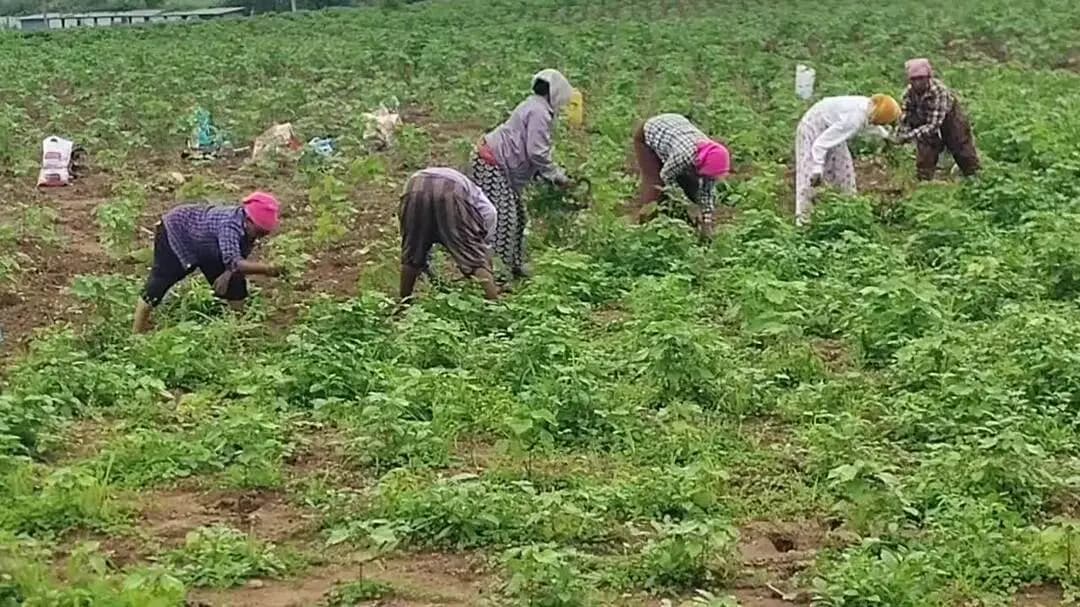 అసిఫాబాద్: ఆసిఫాబాద్ జిల్లాలో ఎండ రావడంతో పొలం బాట పట్టిన రైతులు