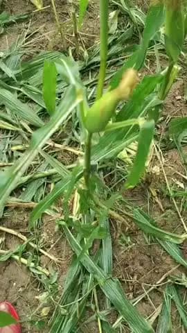 हमीरगढ़: तारबंदी तोड़कर खेतों में घुस रहे सुअर, मक्का, मूंग और उड़द की फसलें बर्बाद, किसानों ने आयुक्त को ज्ञापन सौंपा
