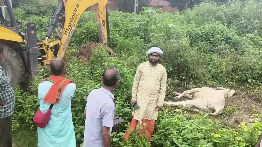 दुर्घटना में गौ माता की हुई मृत्यु चौड़ी चौराहा अमापुर रोड कासगंज,,