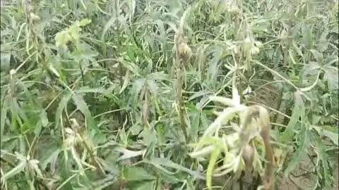किरावली: आकाशीय बिजली से 7 बीघा भिंडी की फसल जली, किसान को हुआ लाखों का नुकसान