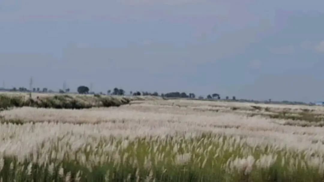 परैया: सिंचाई संकट से परैया में सैकड़ों एकड़ खेत परती, काशी से ढकी जमीन; मजबूरी में बेच रहे किसान