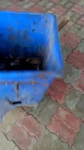 सलैया रेलवे स्टेशन में चारों तरफ फैली रहती है गंदगी की जिम्मेदार नहीं दे रहे हैं ध्यान प्लेटफार्म में आवारा मवेशियों का