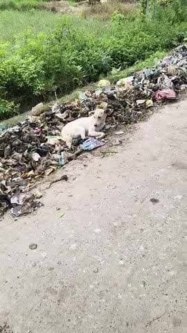 हसनपुर मौहाई कि रोड इसके दोनों तरफ कचरा पड़ा हुआ है स्कूल बस पीछे जाकर एक एक कर के निकालते हैं सड़क पर आने जाने वालों