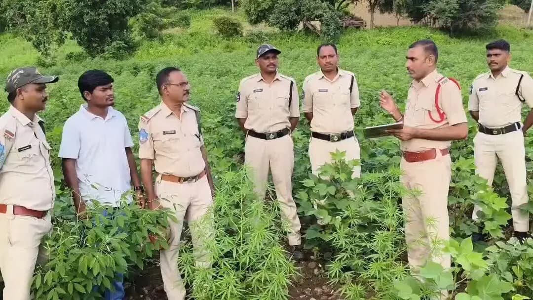 అసిఫాబాద్: ఆసిఫాబాద్ జిల్లాలో వరుసగా గంజాయి మొక్కల పట్టివేత