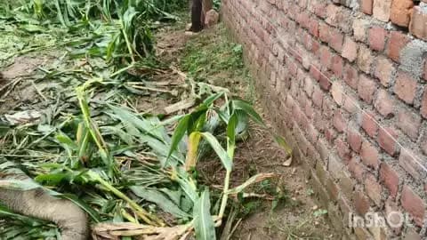 बालूमाथ: बिजली के तार की चपेट में आने से हाथी की मौत, पुलिस और वन विभाग जांच में जुटे