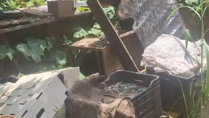 കണ്ണൂർ: മാലിന്യം കൂട്ടിയിട്ടു, തൃപ്രങ്ങോട്ടൂരിൽ 3 സ്ഥാപനങ്ങൾക്കായി 22,500 രൂപ പിഴചുമത്തി