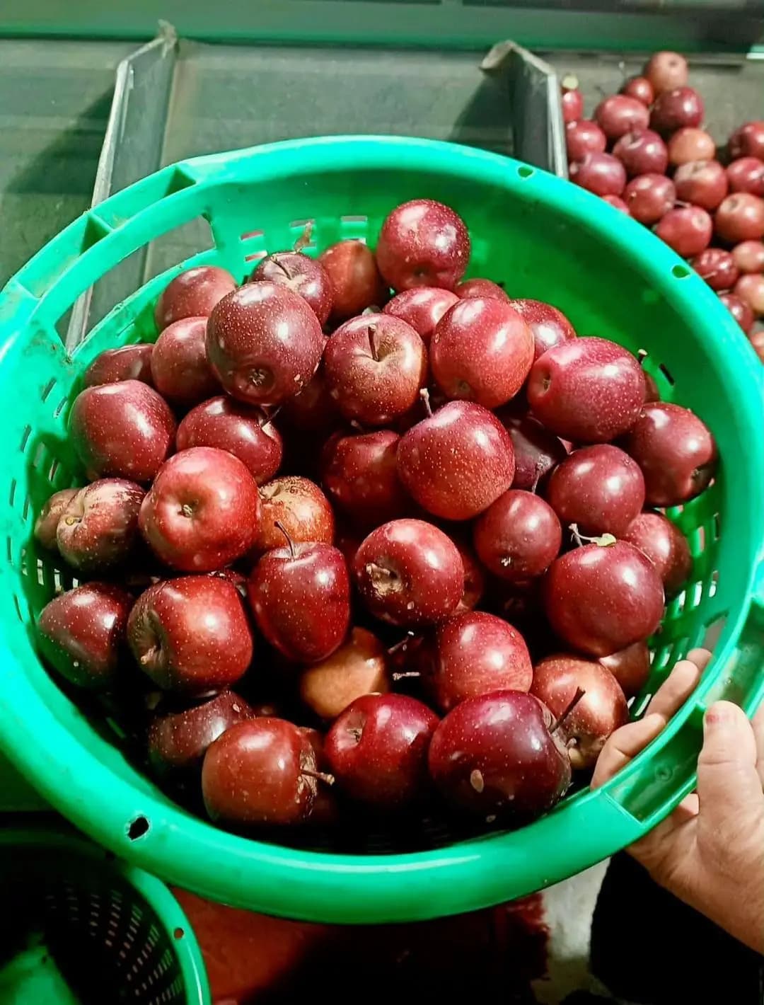 पूह: अडानी एग्री फ्रेश ने सेब की खरीद के लिए नई दरें जारी कीं