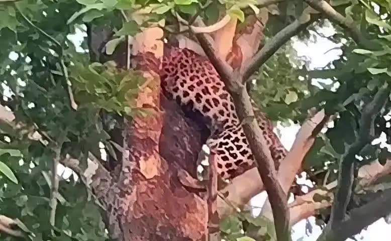 एटापल्ली: खामतळा ग्रामपंचायत परिसरात वाघ भूमी जवळ झाडावर बिबट्या आढळला