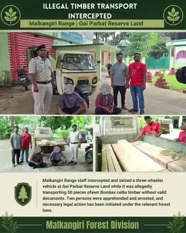 ମାଲକାନଗିରି: ମାଲକାନଗିରିରେ ବେଆଇନ କାଠ ଚୋରା ଚାଲାଣ ପଣ୍ଡ: ୫୦ ଖଣ୍ଡ ସିମିଳି କାଠ ଓ ଅଟୋ ଜବତ, ୨ ଗିରଫ