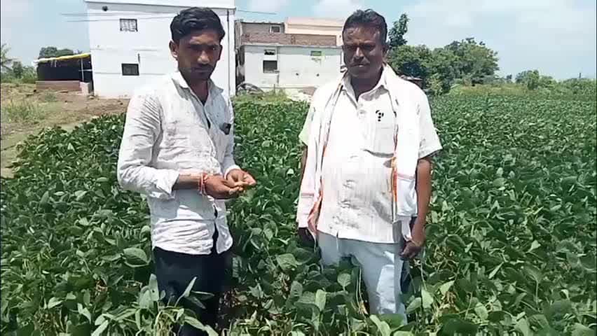 मुदखेड: बासरी परिसरातील सगळेच सोयाबीन वाळून गेलेत आमदारांनी पाहणी करावी शेतकरी माधव खानसोळे बासरी शेत शिवारात म्हणाले