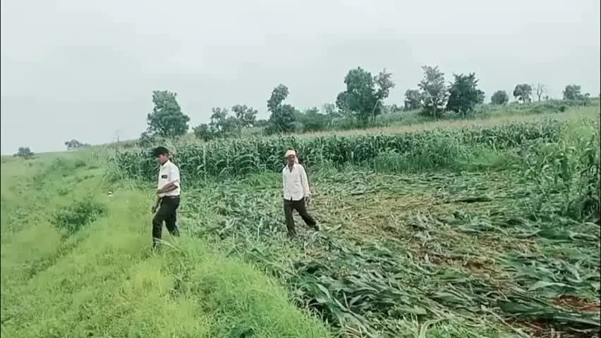 छपारा: पायली खुर्द में खड़ी फसल पर चला ट्रैक्टर, किसान ने लगाए गंभीर आरोप