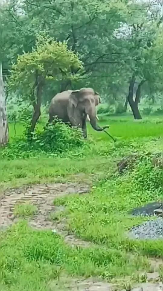 सावधान रहें, सुरक्षित रहें।
...
शहडोल जिले के तहसील ब्यौहारी के ग्राम जमुनी क्षेत्र में एक हाथी का विचरण बना हुआ है।
स्थानीय लोगों से अपील है कि हाथी के विचरण क्षेत्र से पर्याप्त दूरी बनाए रखें और किसी भी प्रकार से हाथी के नजदीक जाने का प्रयास न करें।
हाथी को उकसाने, पथराव करने अथवा उसे परेशान करने का प्रयास न करें।
#शहडोल #shahdol