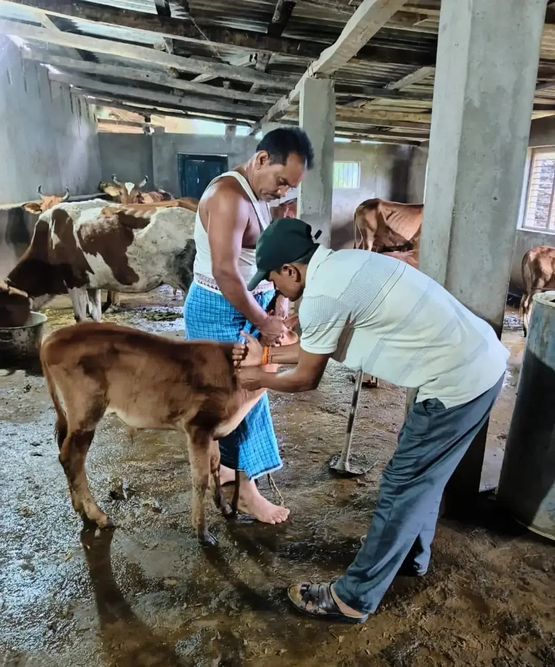 पशुधन को संक्रामक रोगों से बचाने जिले में चल रहा सघन टीकाकरण अभियान
लम्पी स्किन डिजीज सहित विभिन्न बीमारियों से बचाव के लिए गांव-गांव में लगाए जा रहे निःशुल्क टीके
#raigarhdistrict