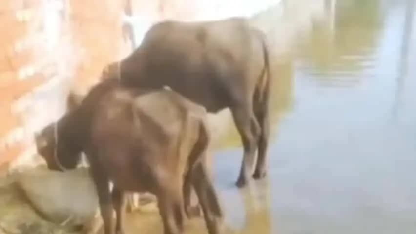 मेहनगर: मेंहनगर तहसील क्षेत्र में मंगई नदी का जलस्तर बढ़ने से बाढ़ जैसे हालात, ग्रामीणों की मुश्किलें बढ़ी
