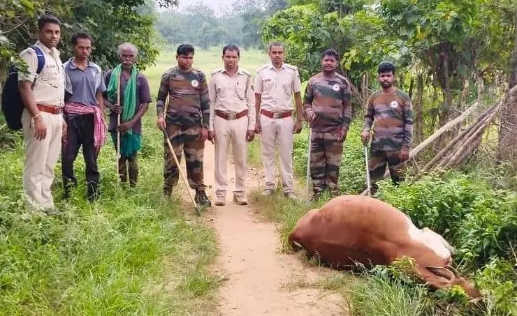 ନୂଆପଡା: ନୂଆପଡାରେ ପୁଣି ବାଘ ଆତଙ୍କ: ବାଛୁରୀକୁ ମାରିଲା କାଳରପତରିଆ ବାଘ