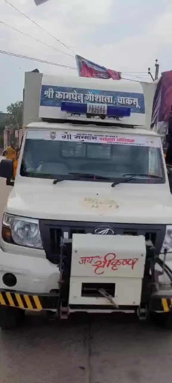 चाकसू कस्बे में बछबारस पर्व पर गौ माता और बछड़े की हुई पूजा, महिलाओं ने की पुजा, अंकुरित अनाज से की पूजा, कहानी सुनी।