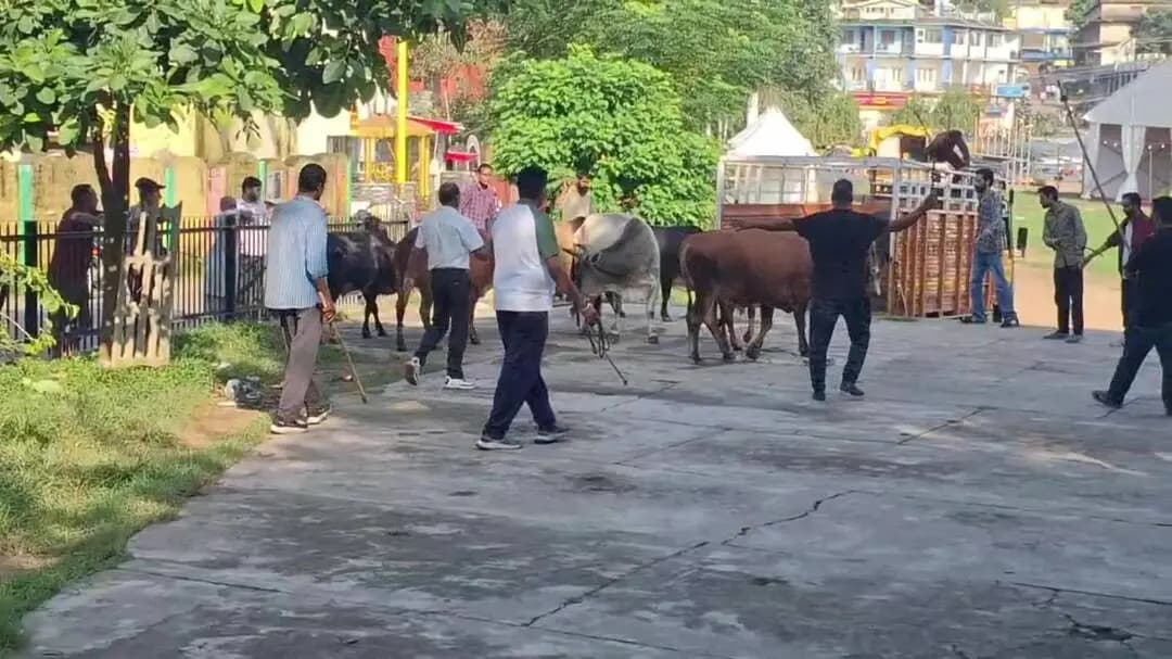 नाहन: नाहन में बेसहारा पशुओं को काऊ सेंचुरी भेजने की मुहिम शुरू