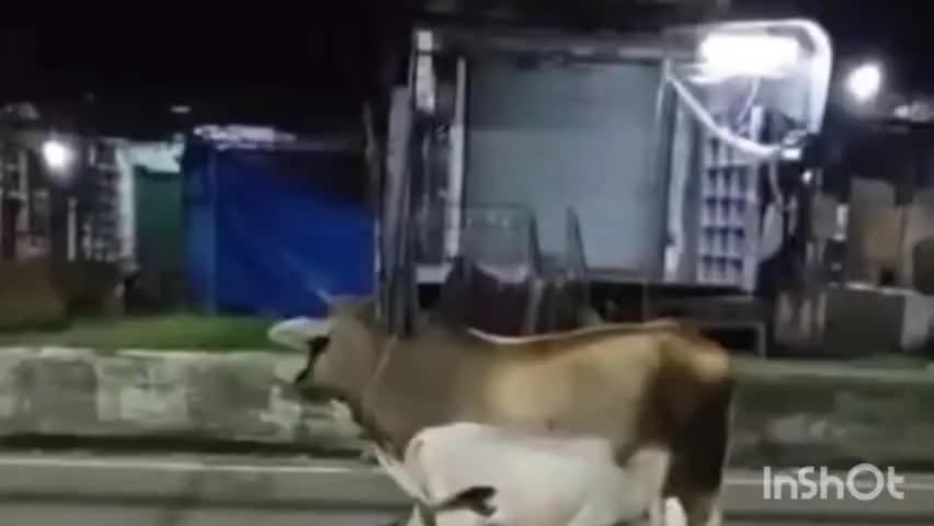 मोहम्मदी: आवारा पशुओं का आतंक जारी, सड़कों पर निकलना हुआ दुश्वार