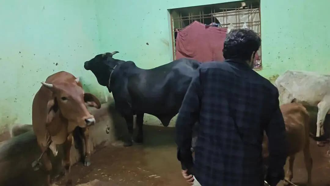 मंडल अध्यक्ष राजेश्वर साहू जी का एक सराहनीय कार्य उदाहरण है सब के लिए
गौ सेवा परमो धर्मः #